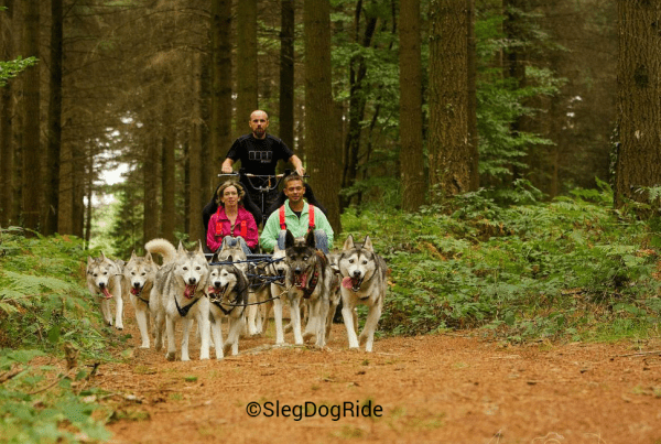 Sortie en chiens de traineau avec SlegDogRide.