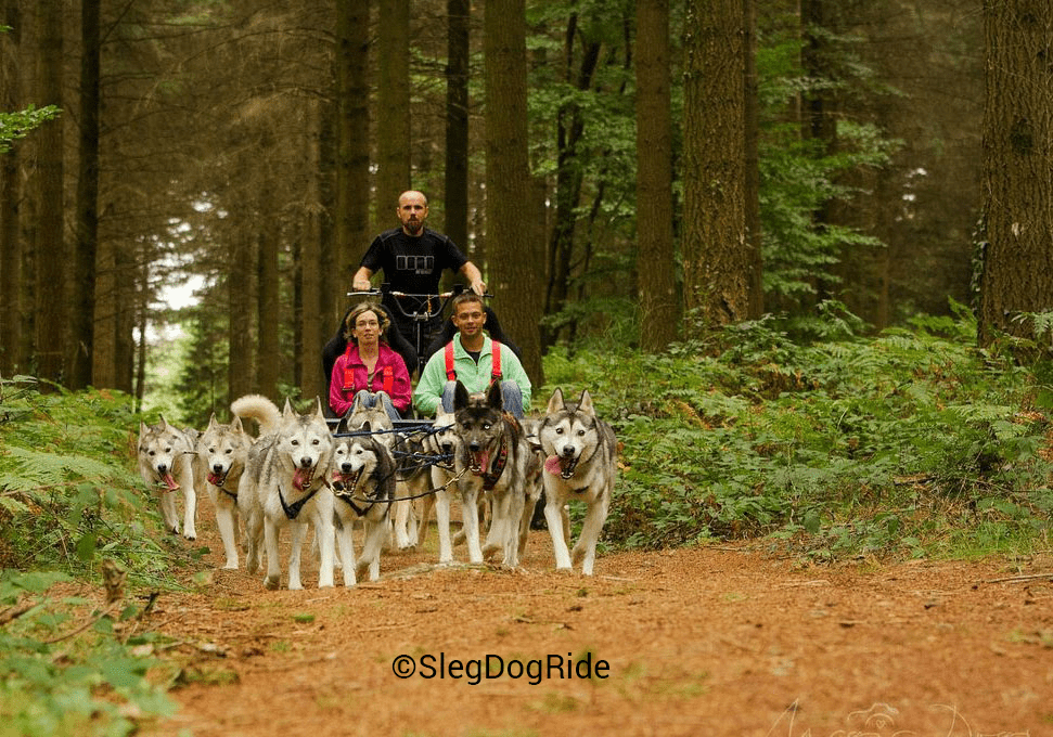 Sortie en chiens de traineau avec SlegDogRide.